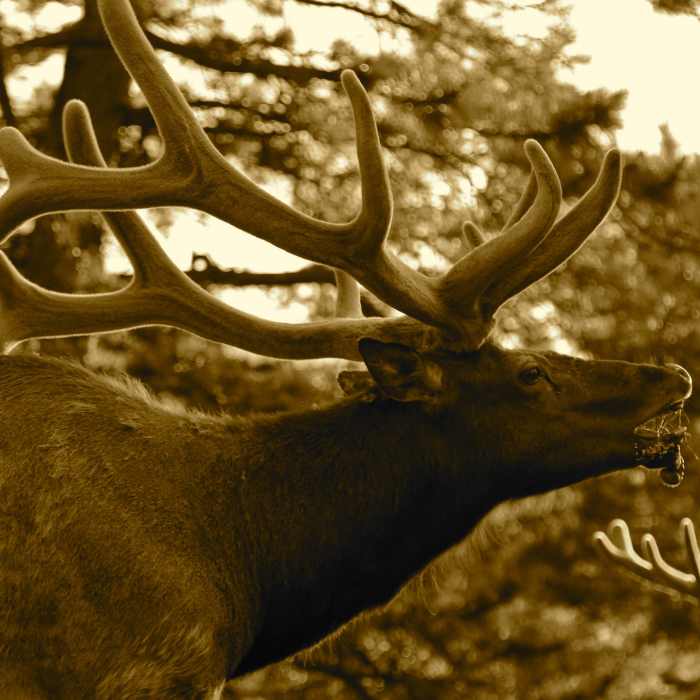 Near Black Canyon Trail