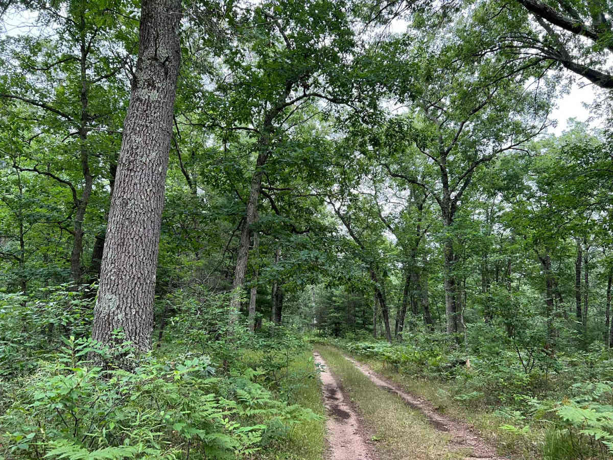 Forest Service Road 8259 photo 2