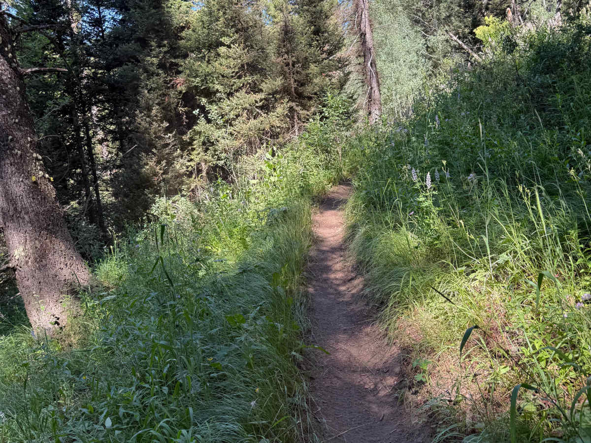 Canyon Creek North Fork - FS 227 photo 4