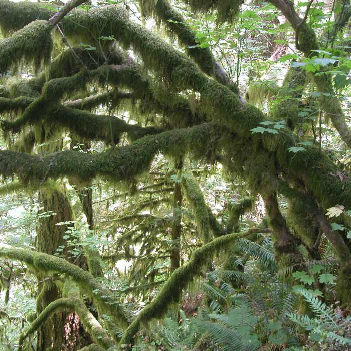 Near Wahkeena Trail #420