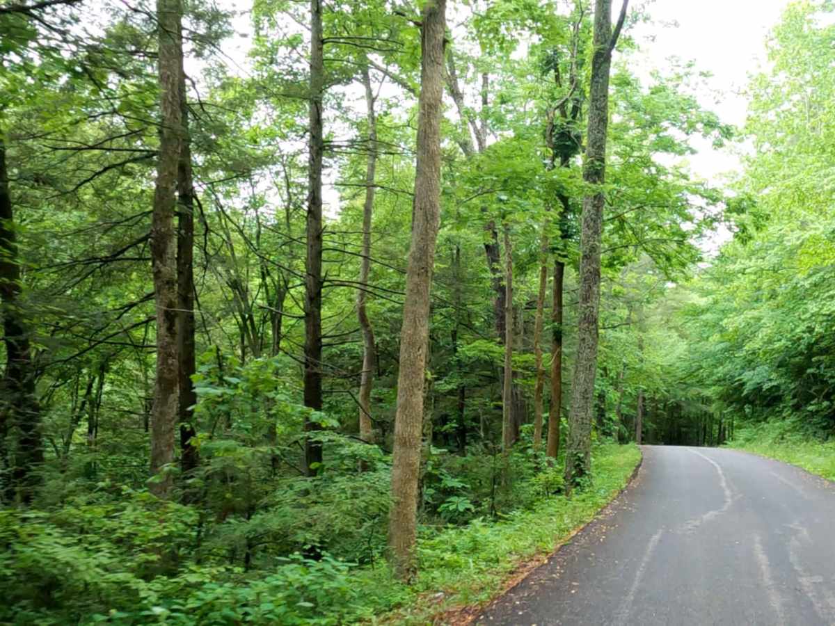 Myers Fork Road photo 3