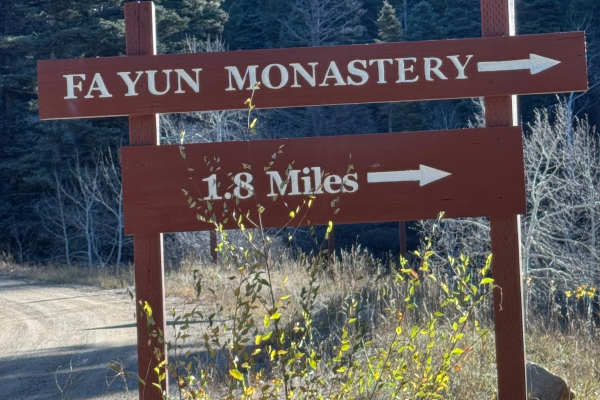 Capulin Forest Road