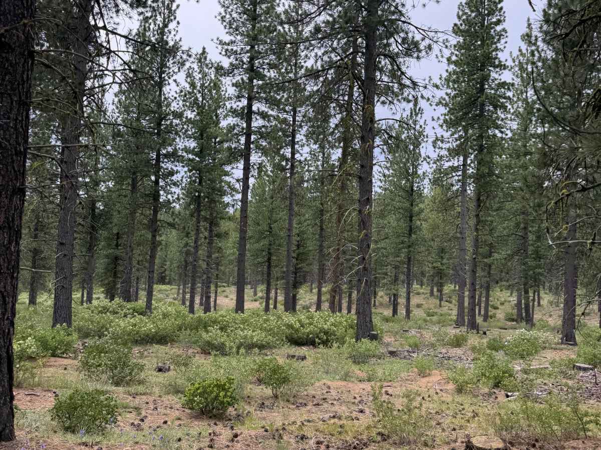 Big Spring Burn Road photo 4