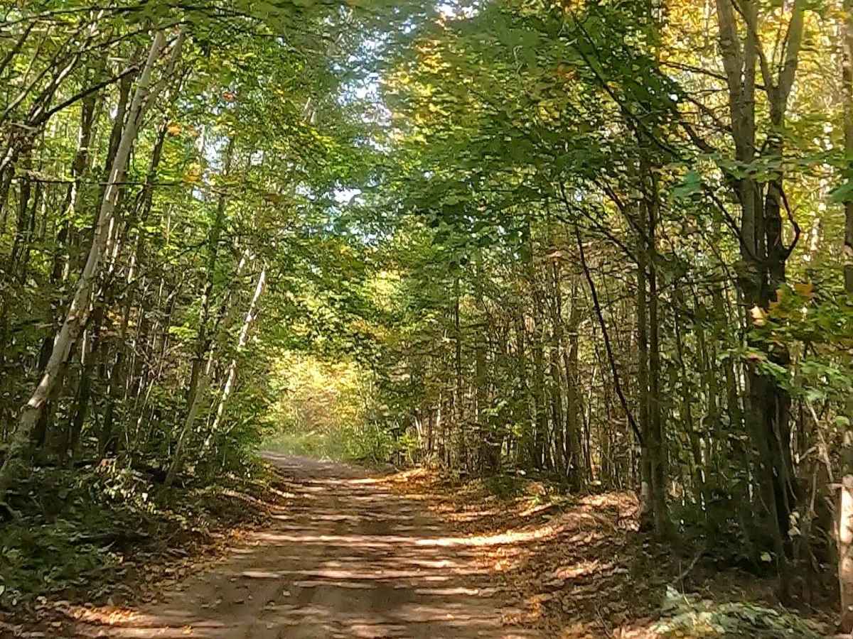 Caffey Truck Trail (ORV Route AI)  photo 3