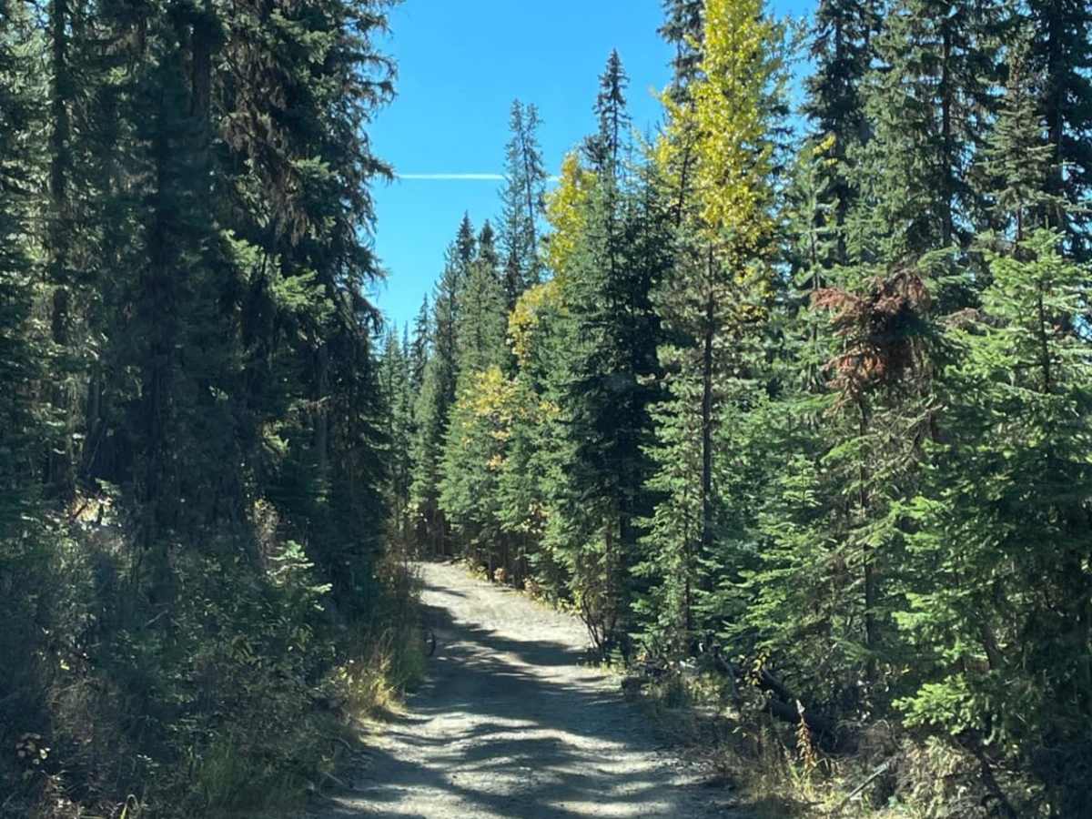 Aberdeen FSR to Ideal Lake trail photo