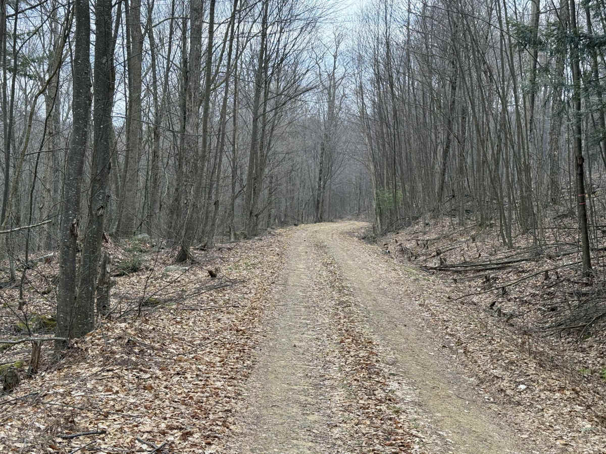 Whitey Run - FS 871938 photo 6