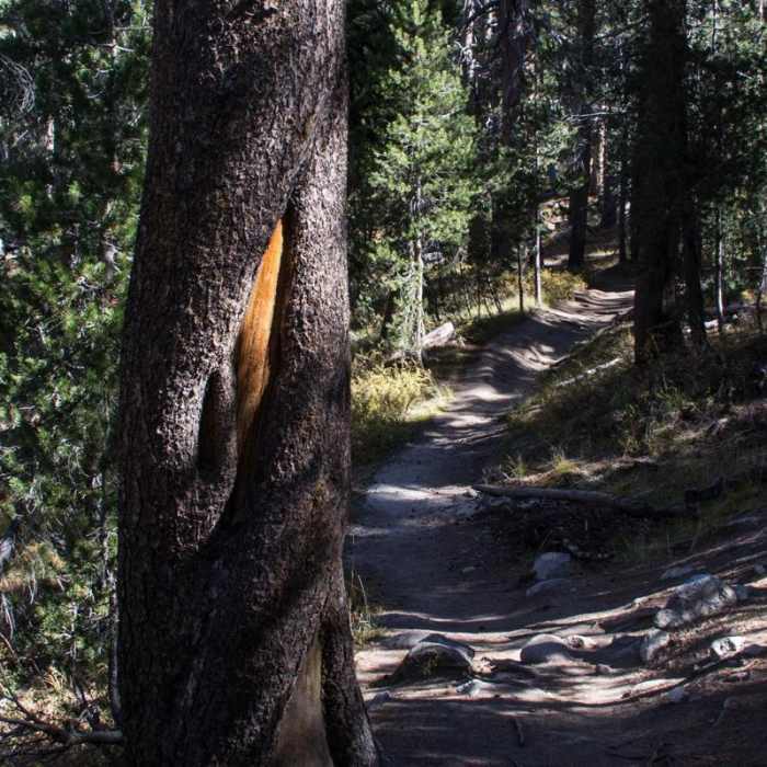 Near Lembert Dome Loop