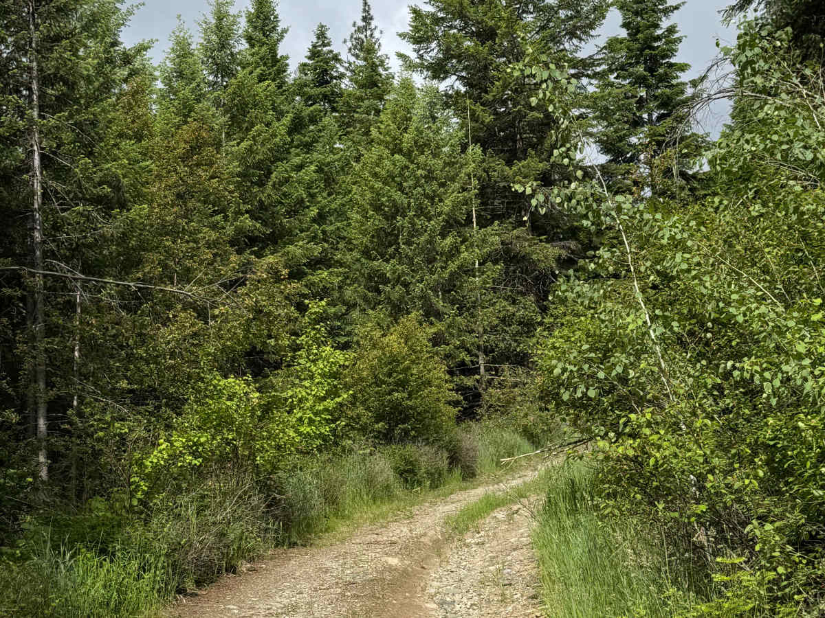 Forest Mountain - FS 3165-320 photo 5