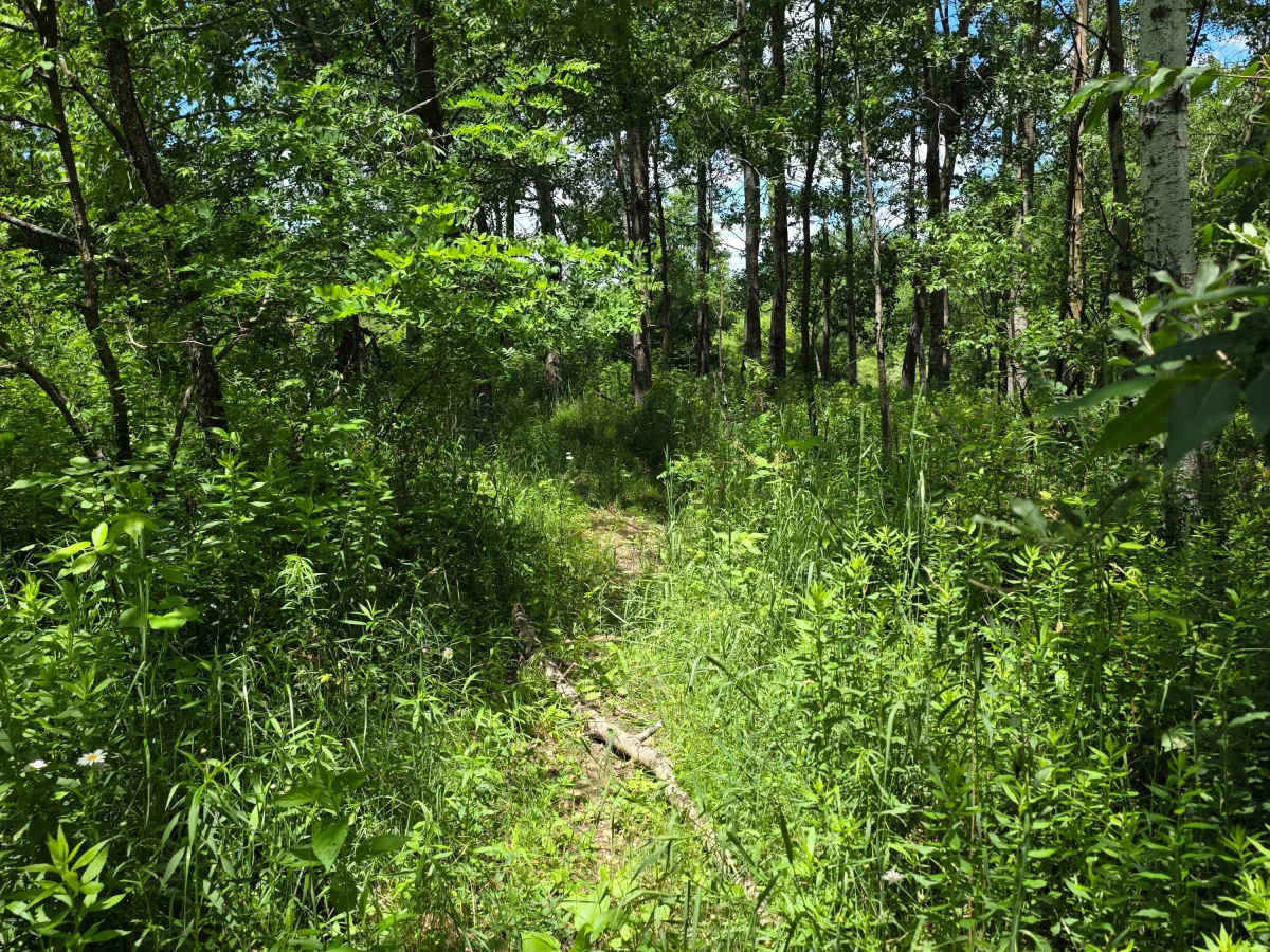Single Track SS trail photo