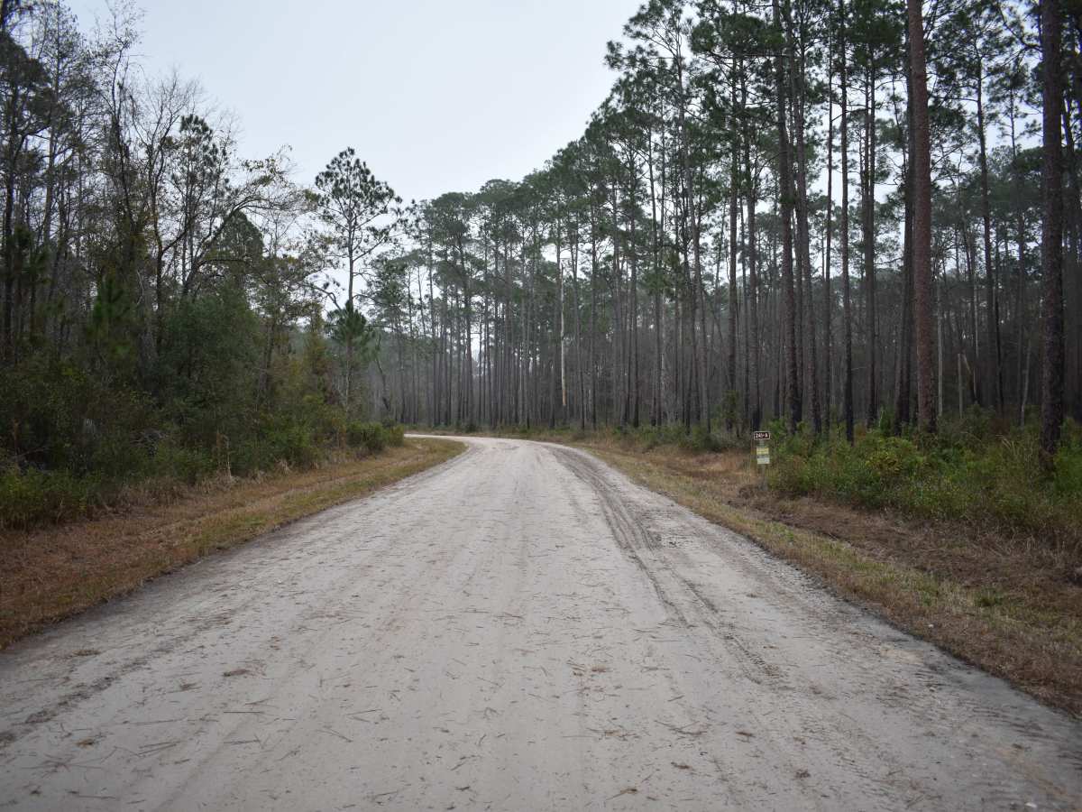 FR 241-A trail photo