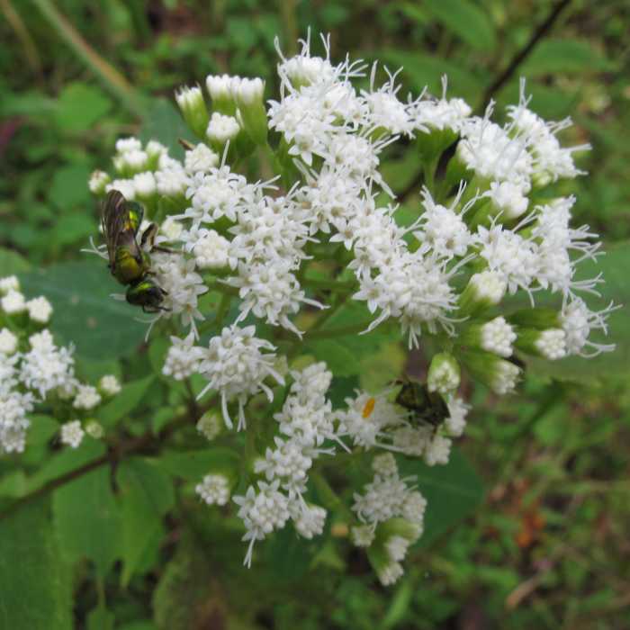Near Widows Creek/MST Trail
