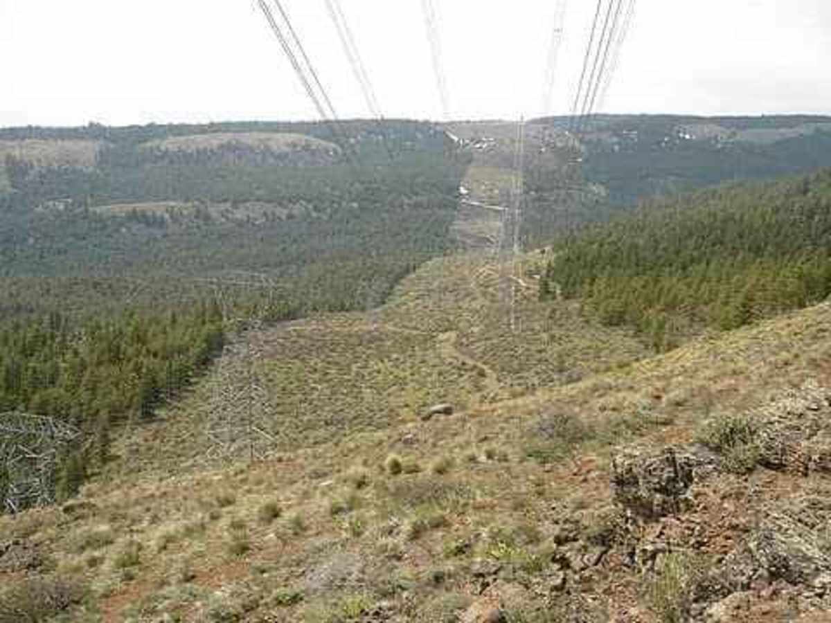 Powerline Road trail photo
