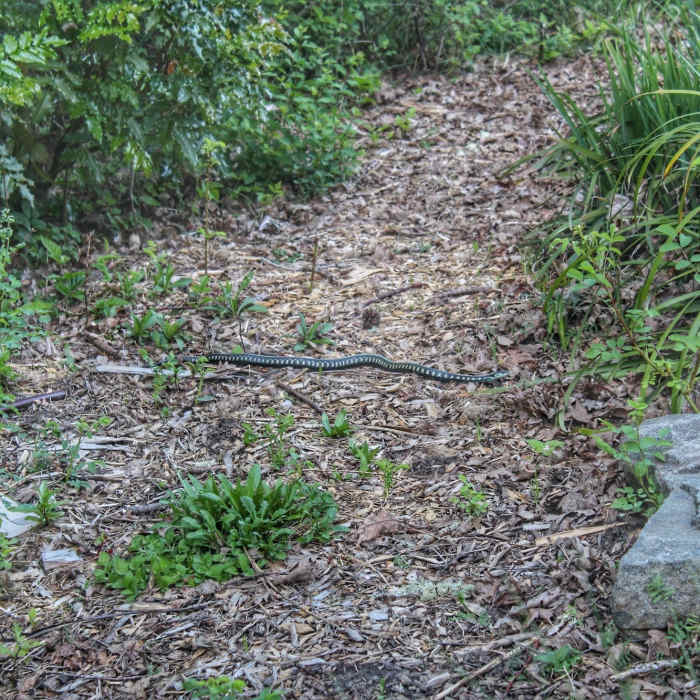 Near Big Pond Viewpoint