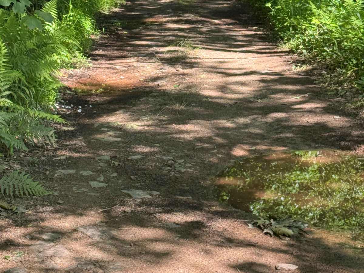 Zink Fork Trail photo 4