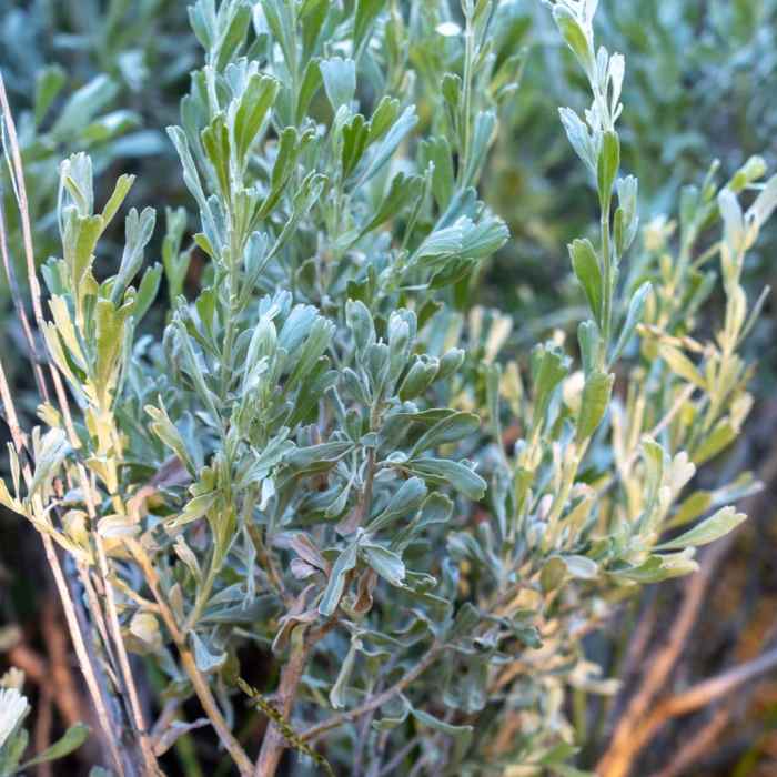 Near Fishhook Creek Trail