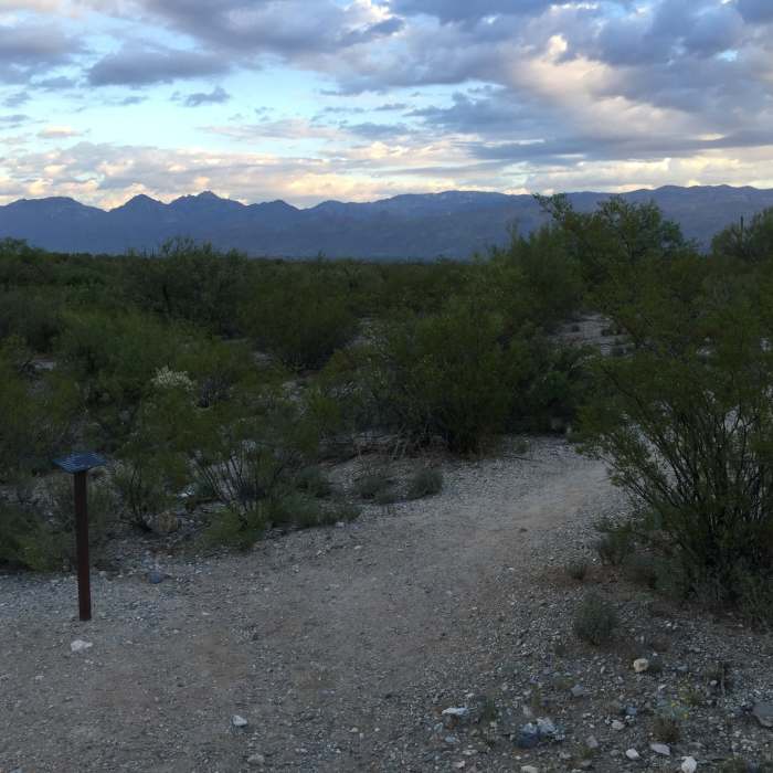 Near Cactus Forest Trail