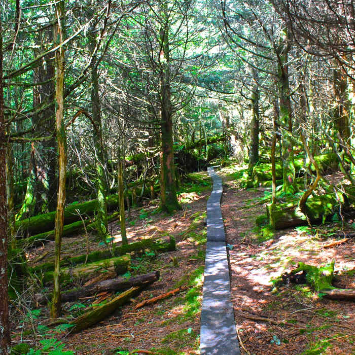 Near Charlie's Bunion Near Charlie's Bunion