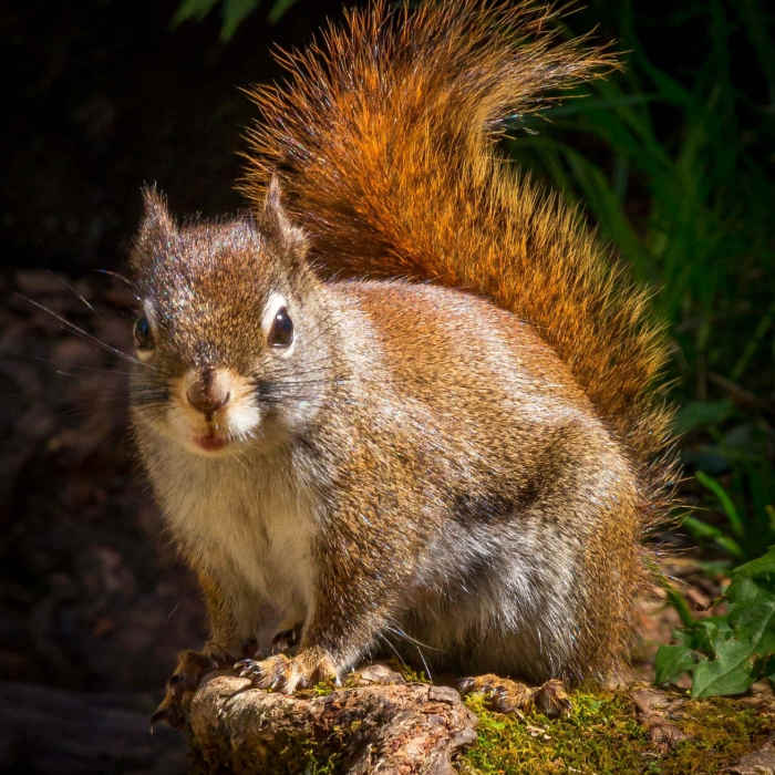 Squirrel at Rainbow Falls in the Great Smoky National Park Near Rainbow Falls