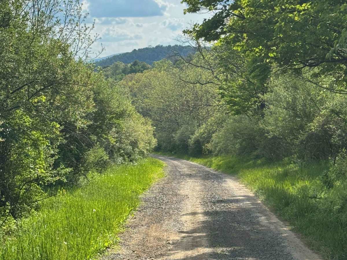 Greens Run Road photo 6