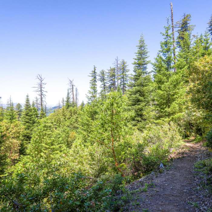 Near Old Growth Trail Near Old Growth Trail