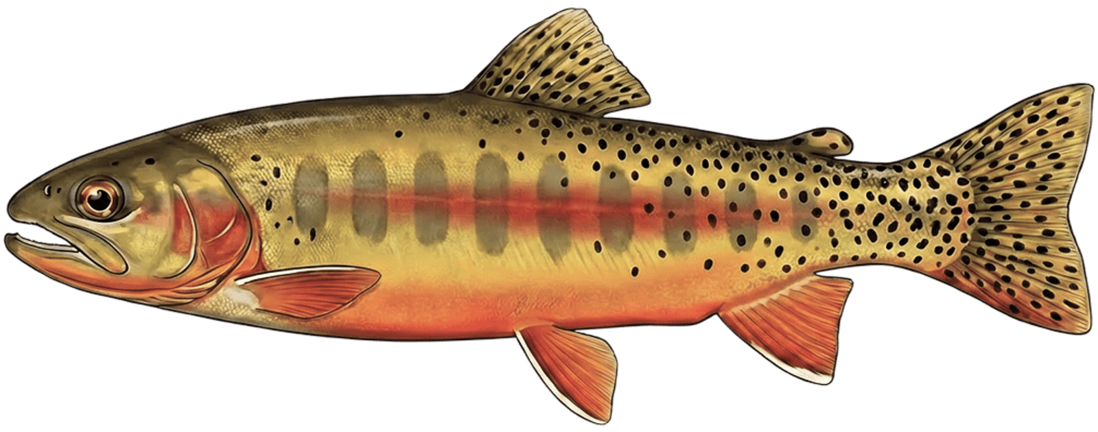Golden trout