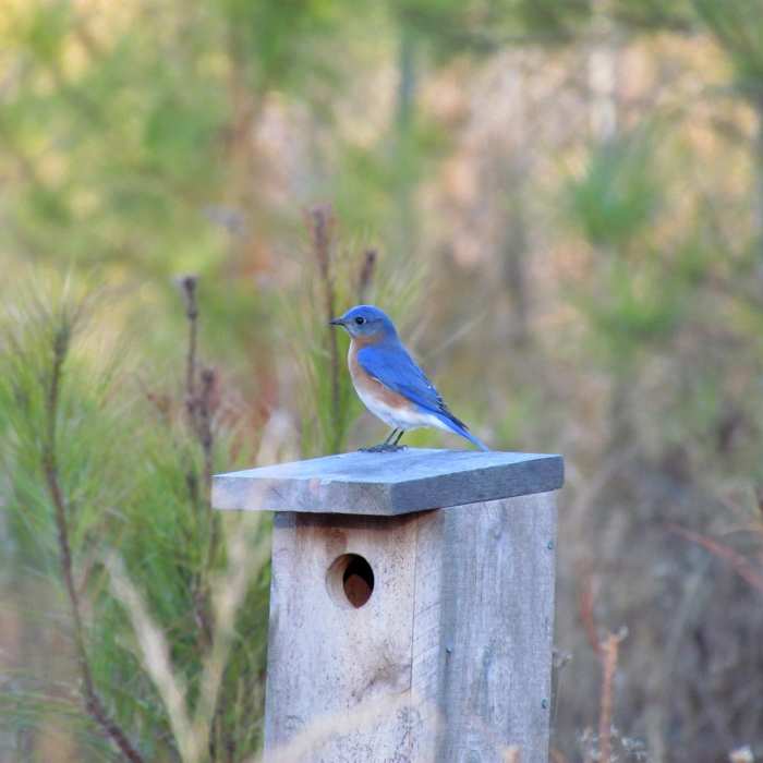 Bluebird. Near Johnston Mill Loop