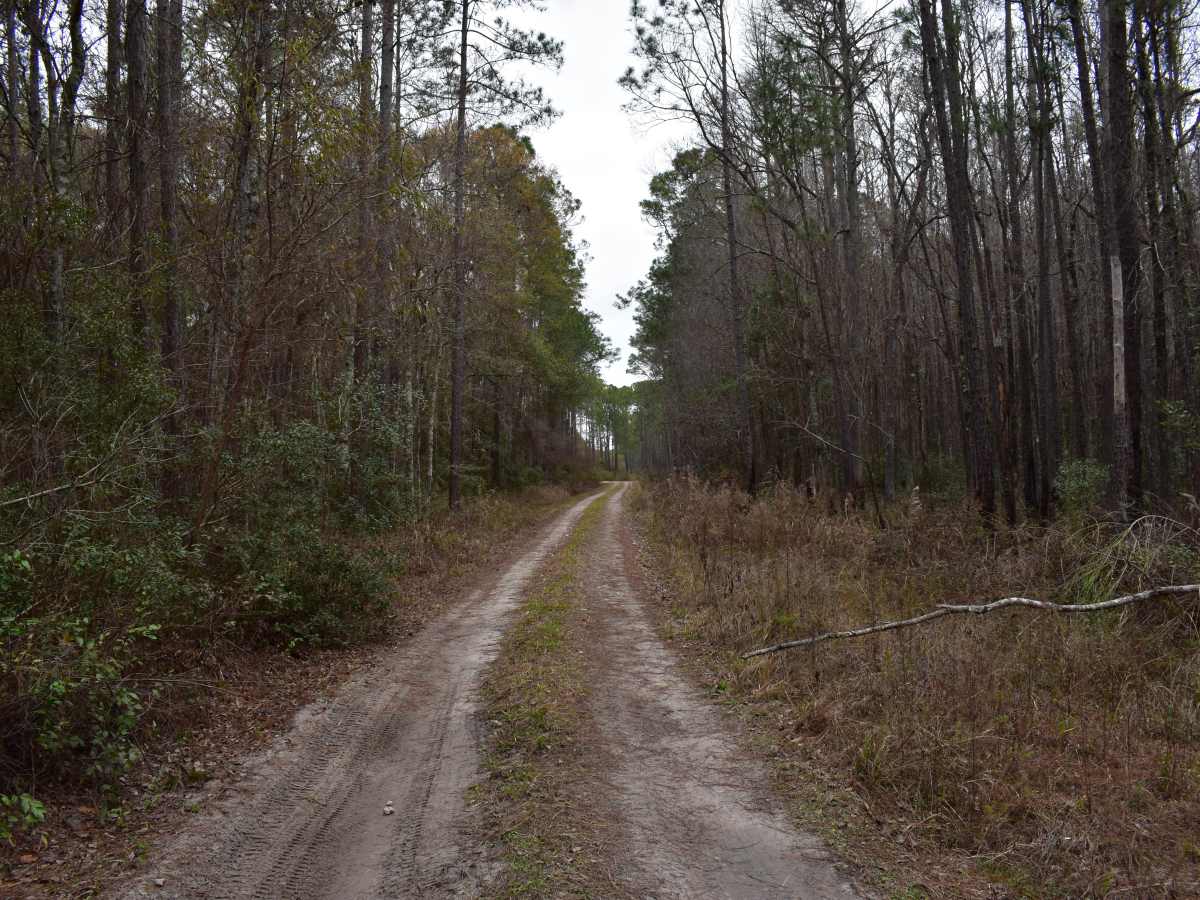 FR 775 trail photo