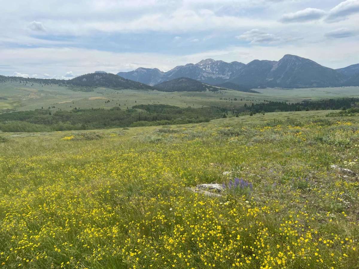 Lone Tree Pass-Deer Mountain Road trail photo