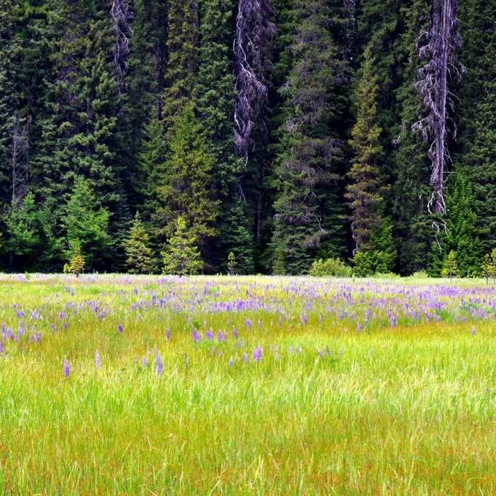 Near Little Crater Lake Trail #500