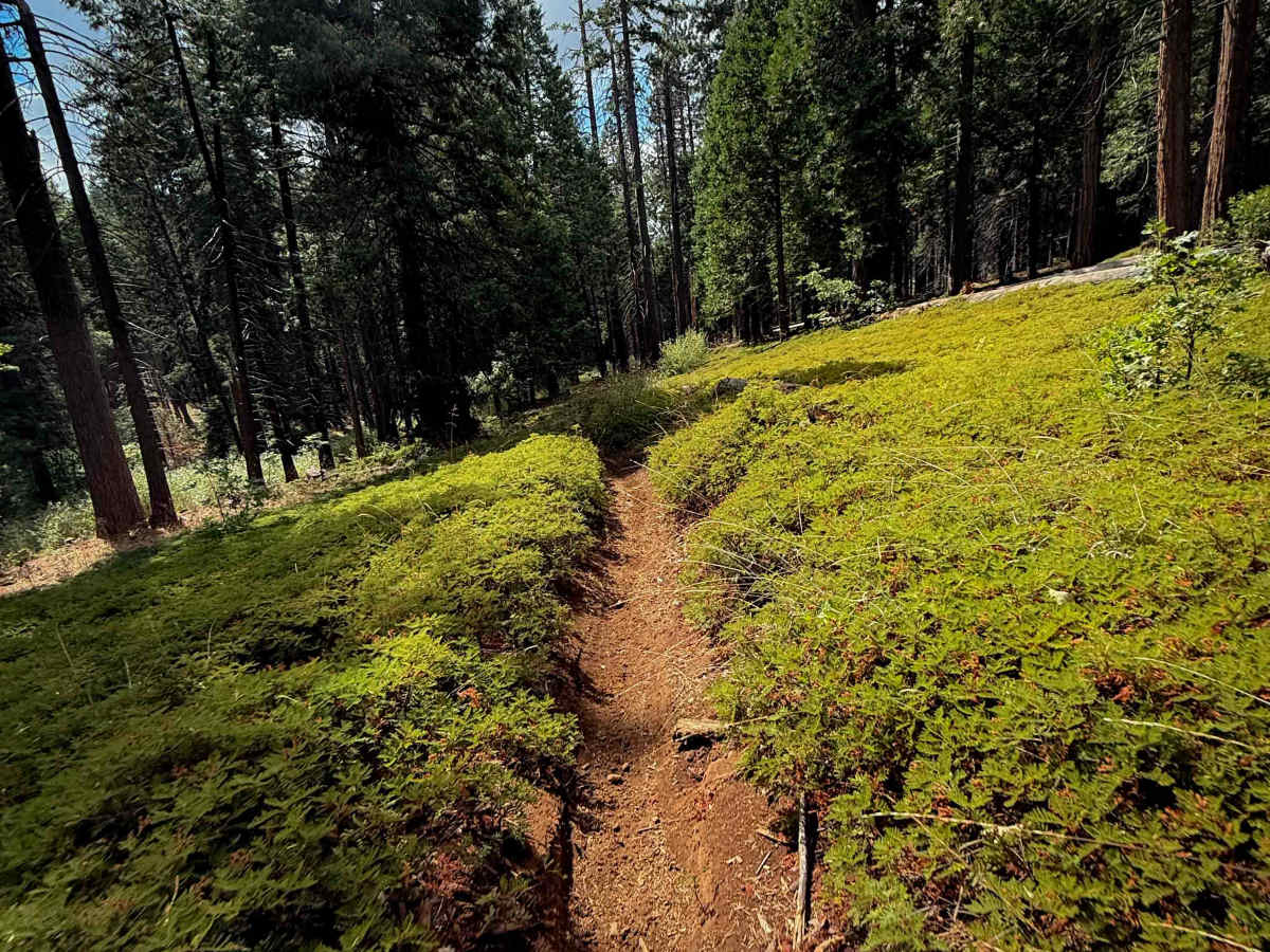 15EV67 trail photo