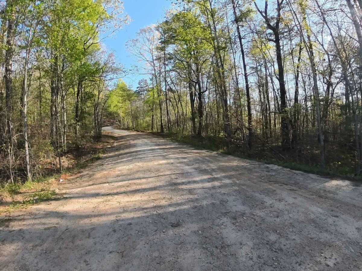 Forest Route 768 photo 2