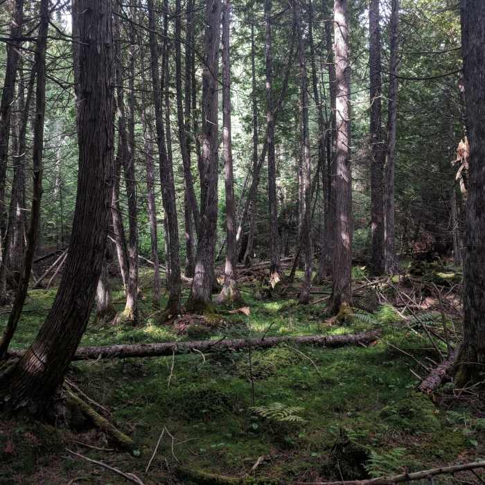 View off the boardwalk Near Shingle Mill Pathway Loop