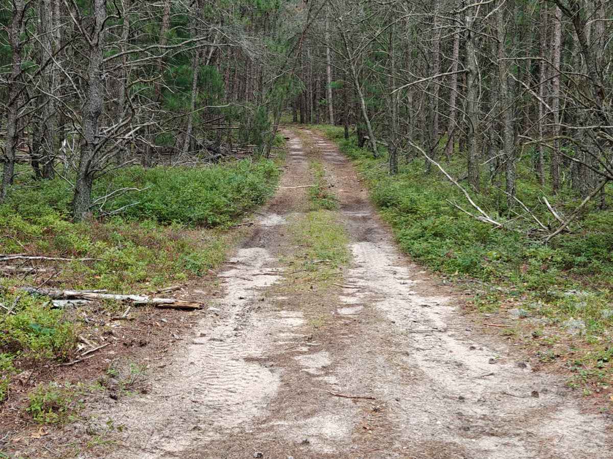 Parrent Drive Connector trail photo
