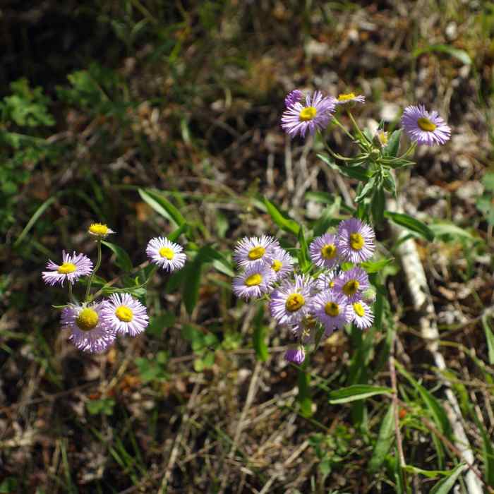 Near Mosca Pass Trail