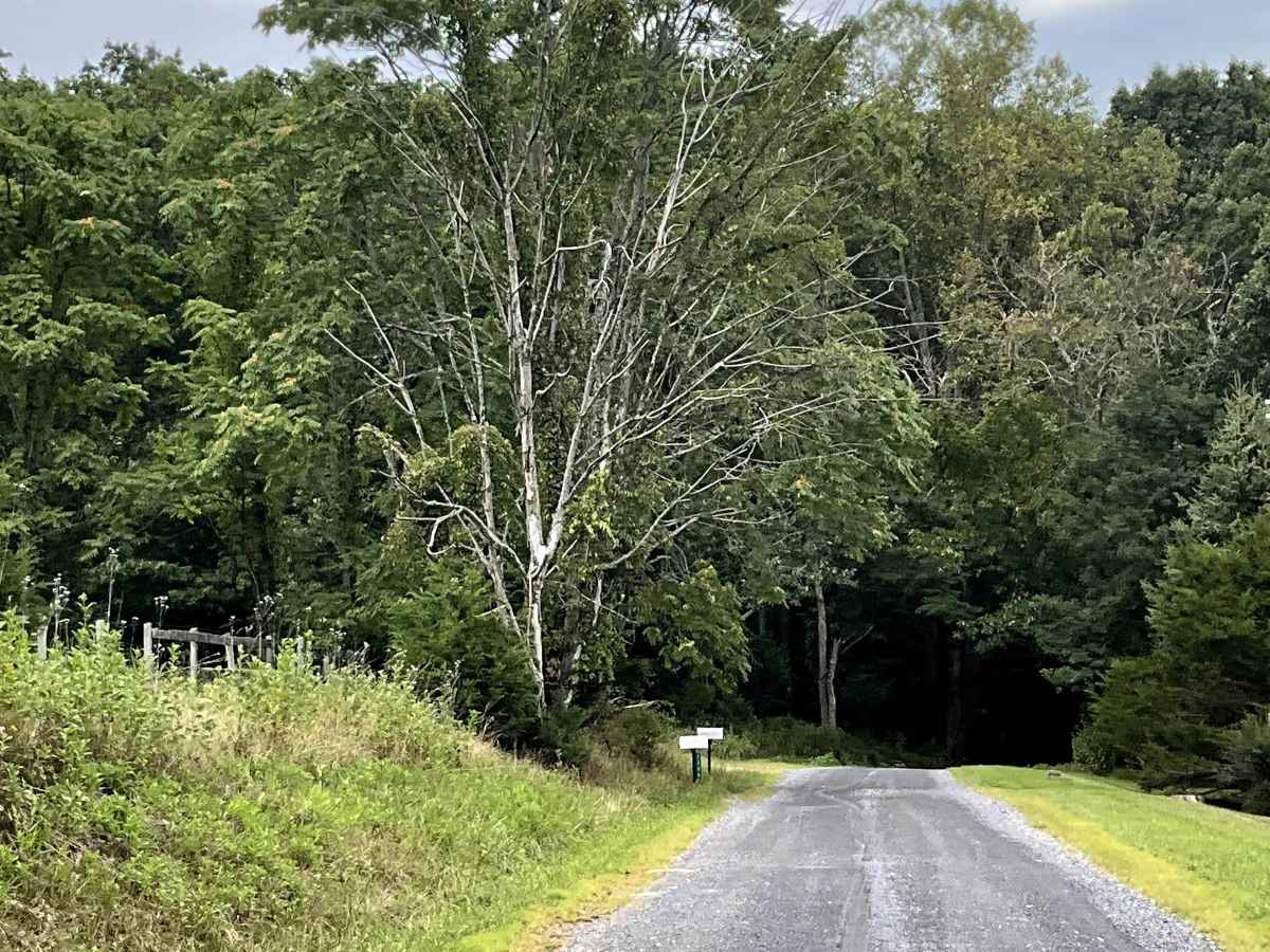 Route 654 photo 4