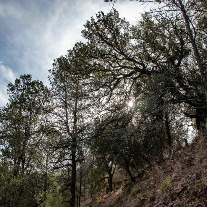 Near Madera Canyon Trail
