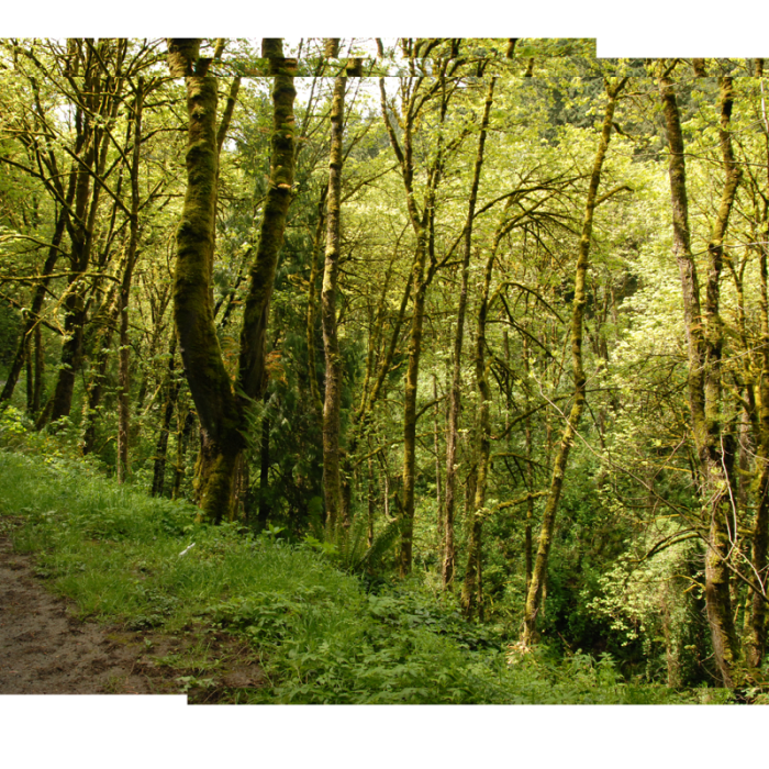 Near Wild Cherry Trail Loop