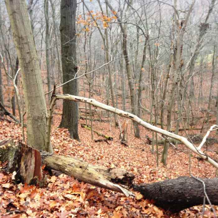 Near Trout Run