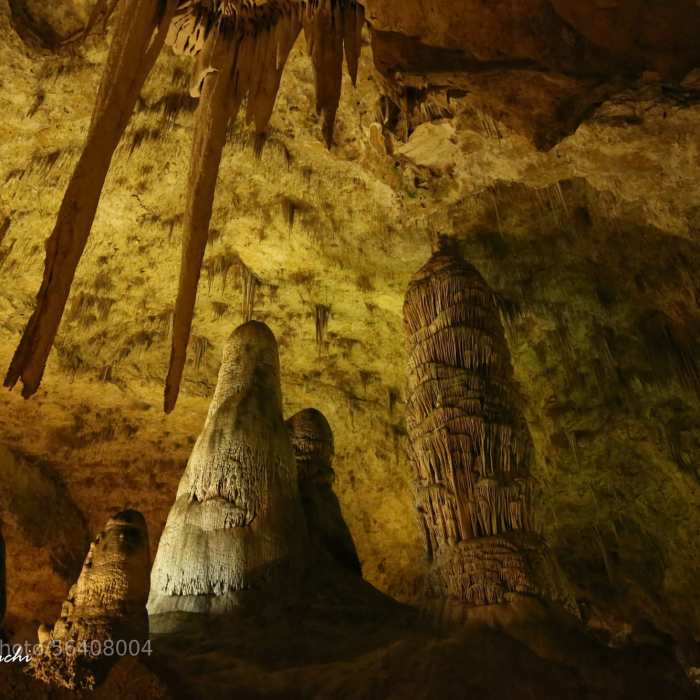 Hall of White Giants. Near Chihuahuan Desert Nature Trail