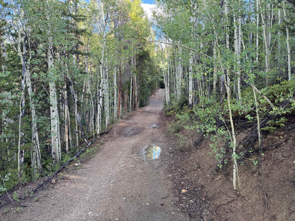 Gold Run Gulch Road photo 2