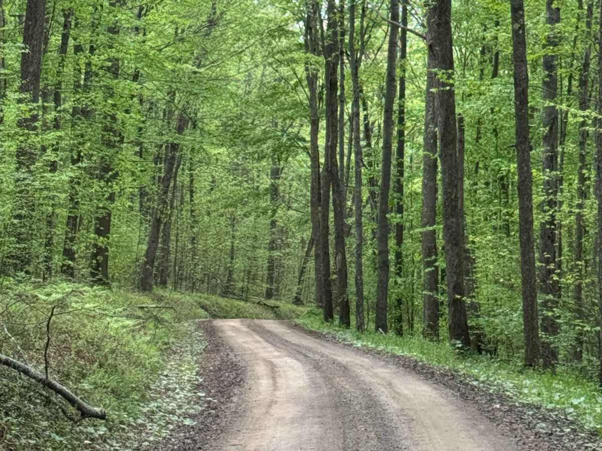 Twelve Mile Road photo 5