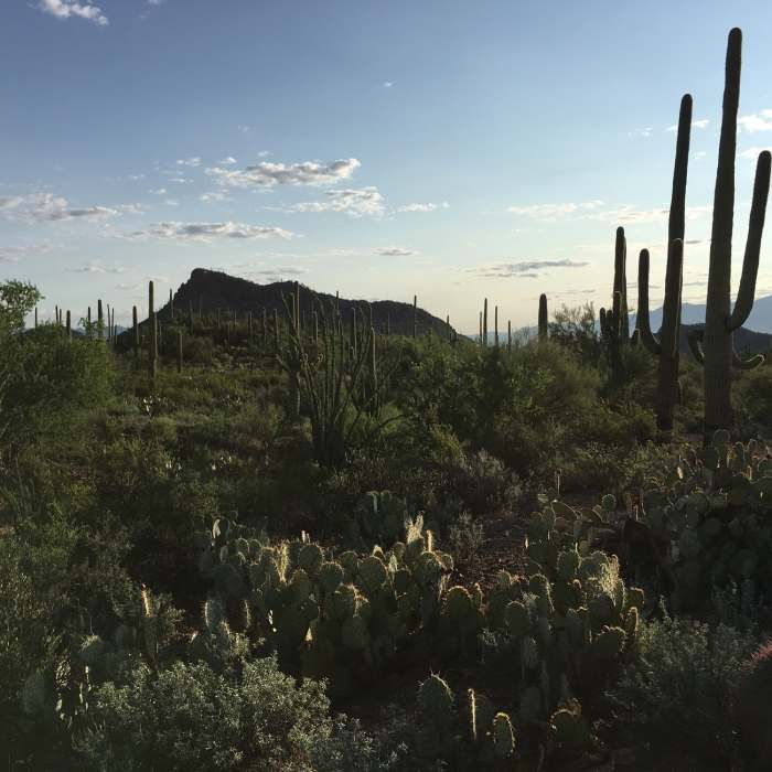 Near Ironwood Forest