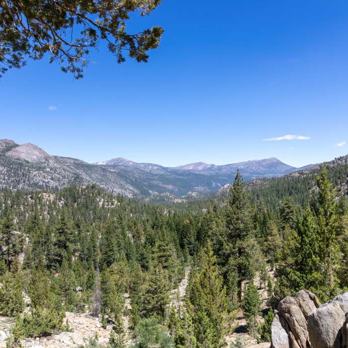 Near West Walker River Trail #046