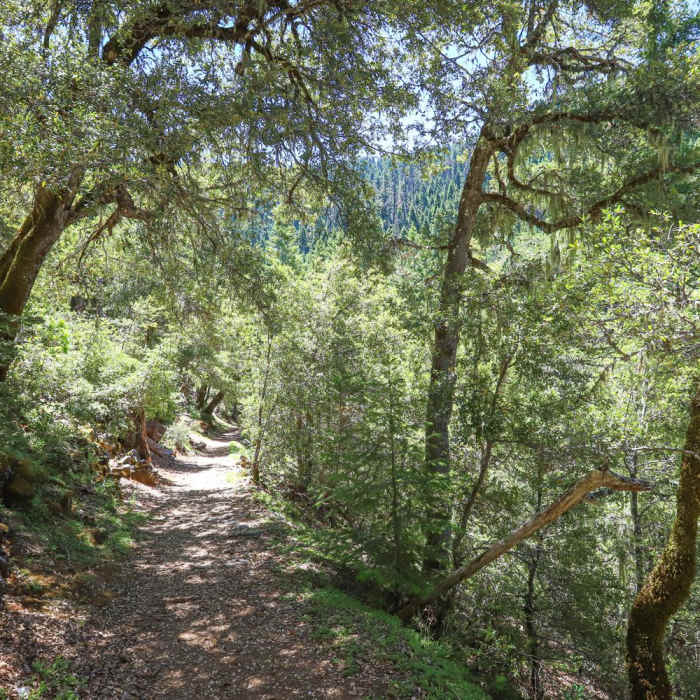 Near Old Growth Trail Near Old Growth Trail