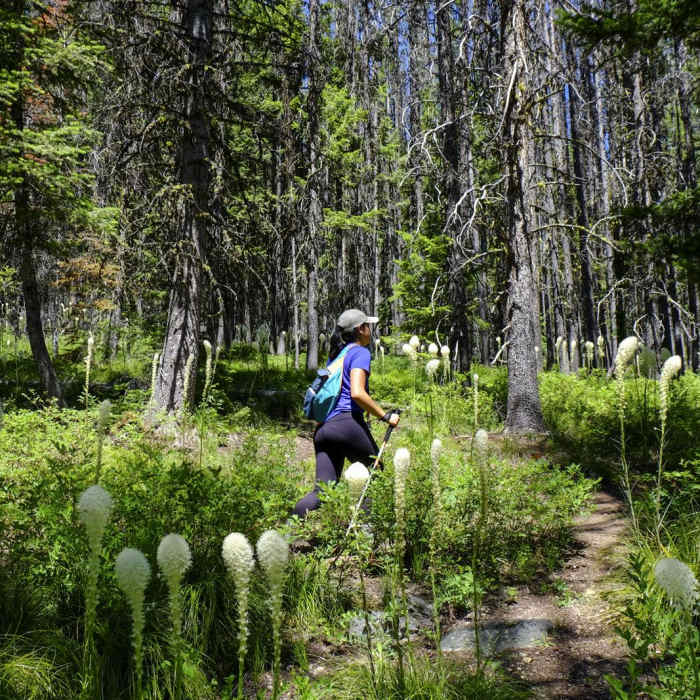 Near Bear Canyon Overlook