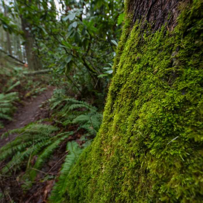 Near Douglas Fir Trail