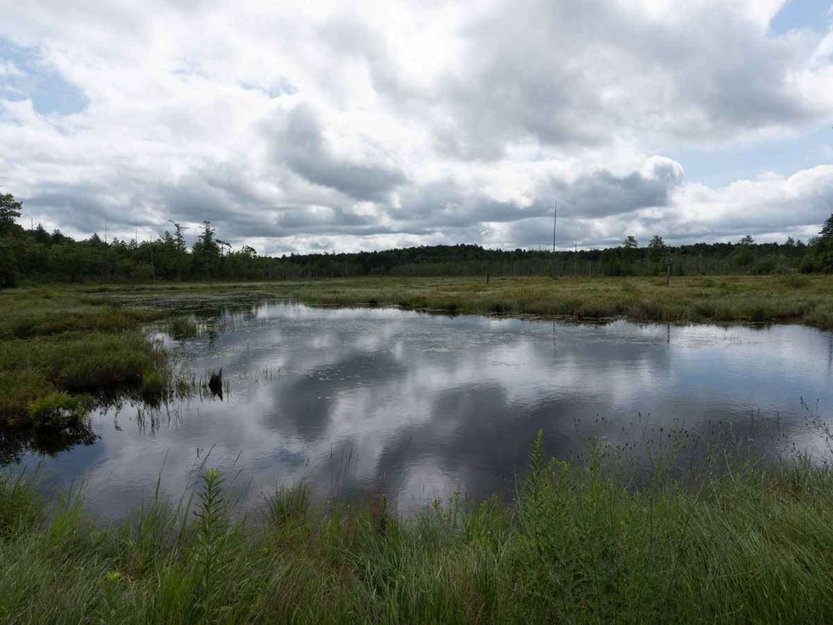 Perkins Clearing Road trail photo