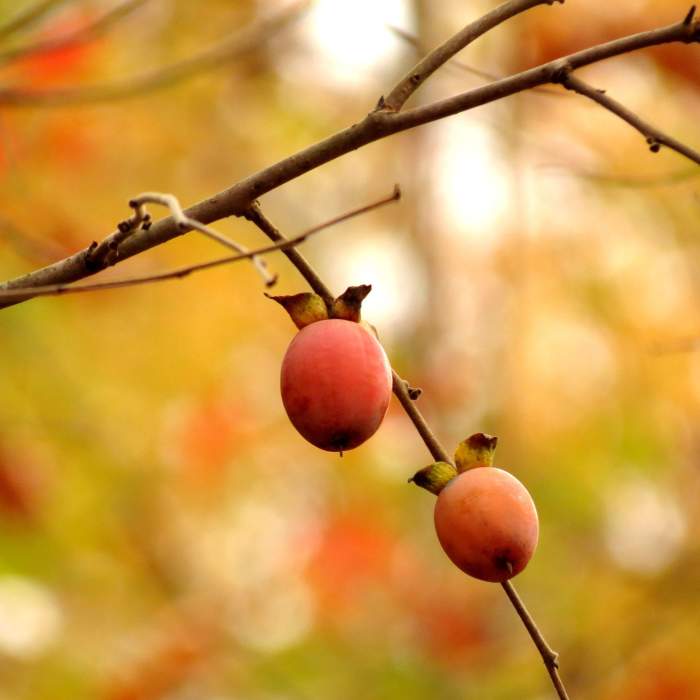 American Persimmon. Near Holly Trail