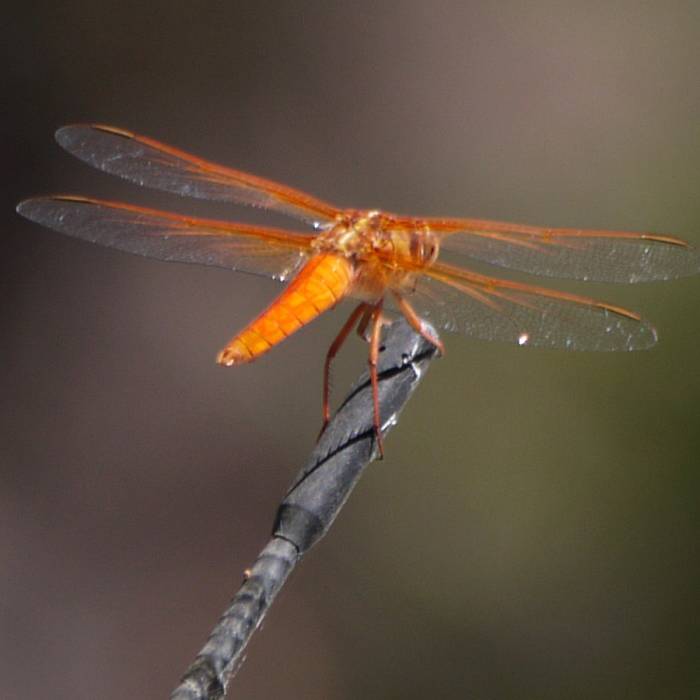 Near Palacio Del Mar Views Loop