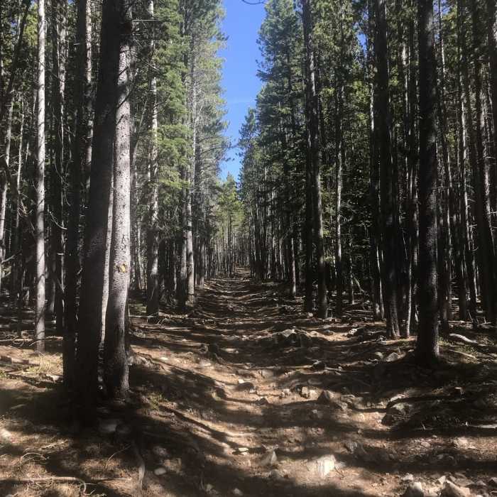 Near South Sourdough (#835)